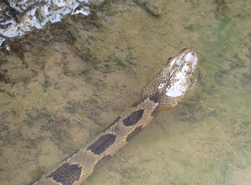 Head shot of snake