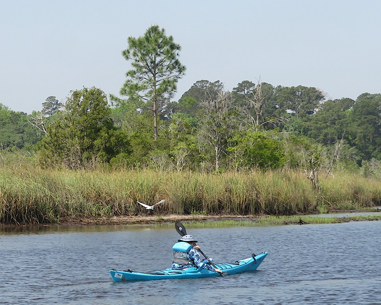Great egret flying in front of Jennifer on kayak