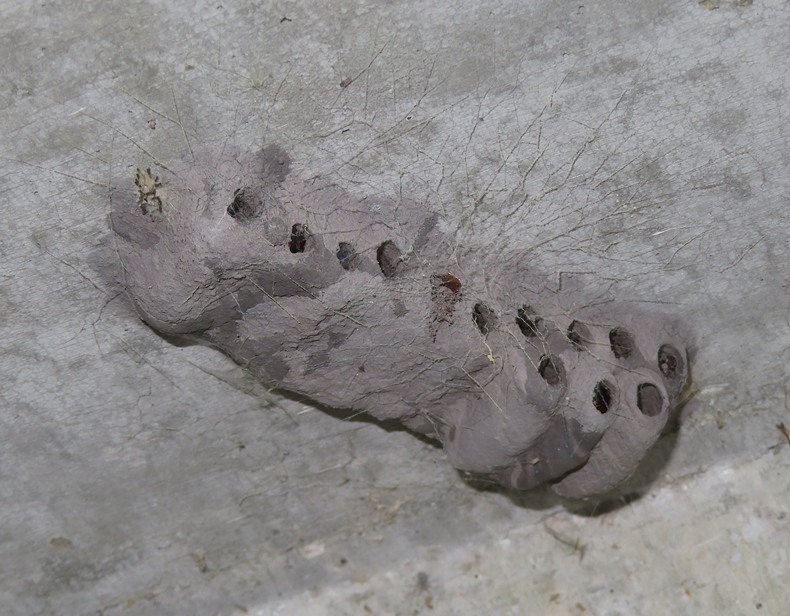 Possible wasp nest made of mud
