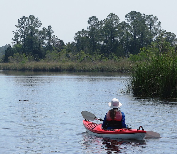 Lisa in her kayak with alligator ahead