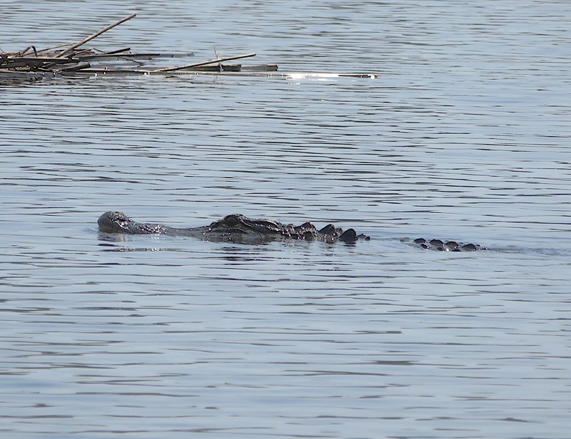 Alligator sticking its head above the water
