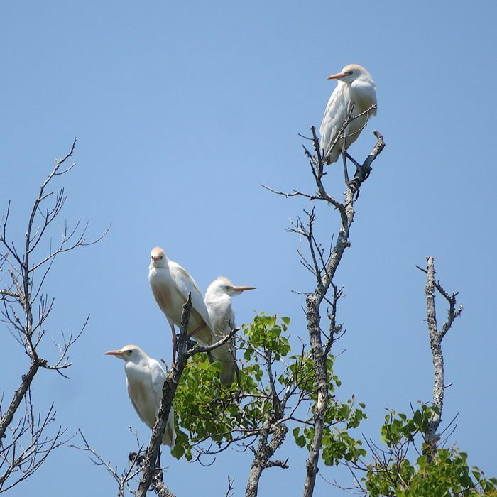 Four western cattle egrets in tree