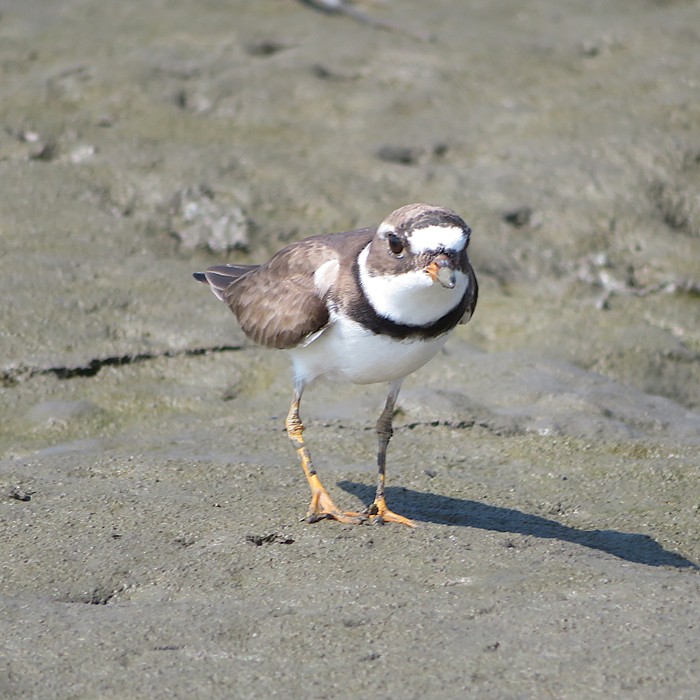 Semipalmated plover