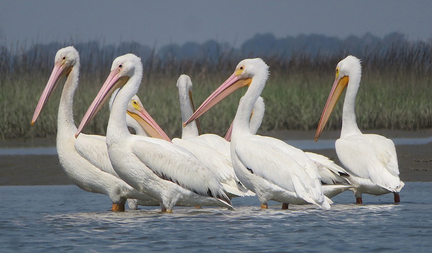 White pelicans