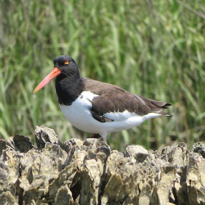 Oystercatcher bird