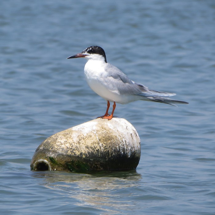 Tern perched on crab pot marker