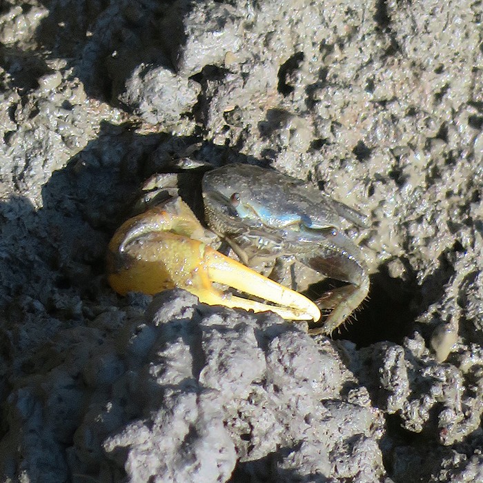Fiddler crab
