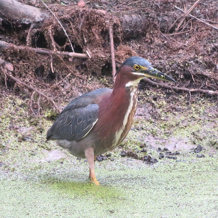 Green heron in duckweed