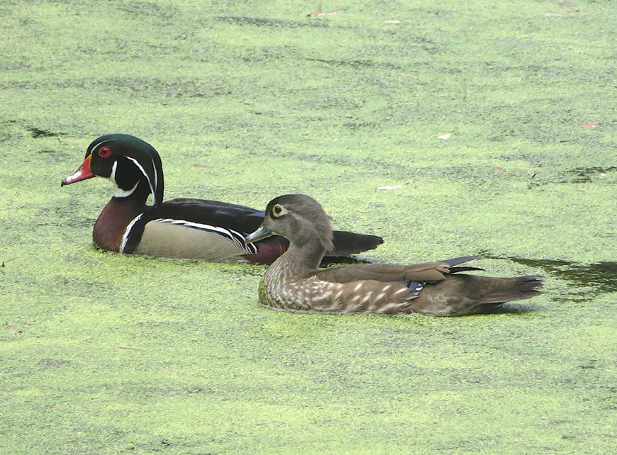 Male and female wood ducks
