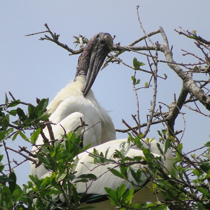 Wood stork in nest preening