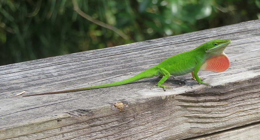 Green anole puffing up its dewlap