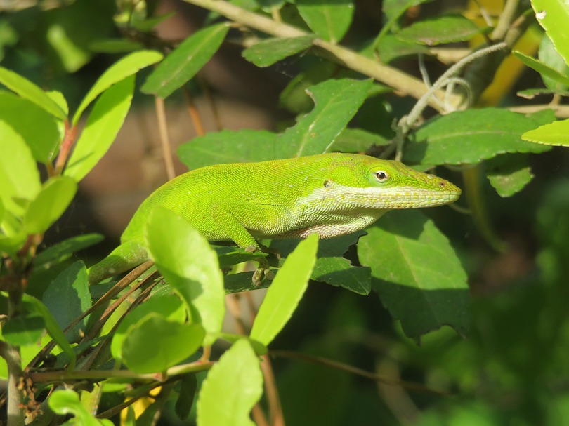 Profile of very well-lit green anole