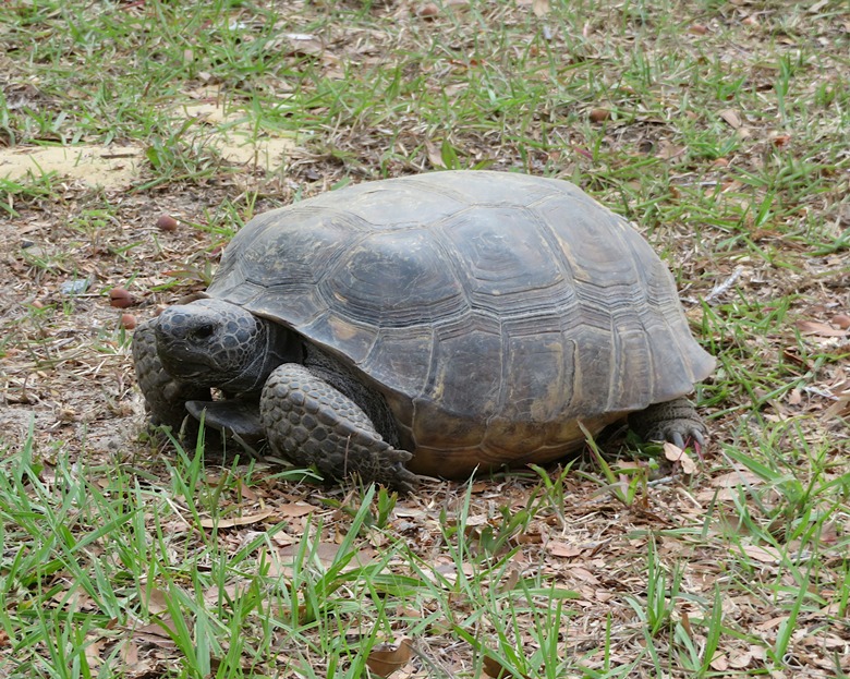 Gopher tortoise