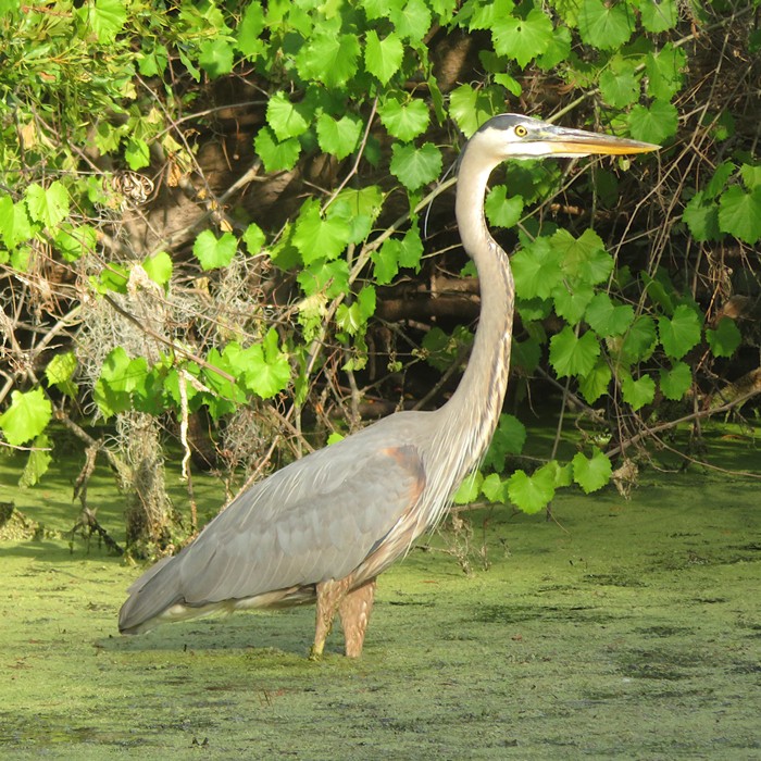 Great blue heron