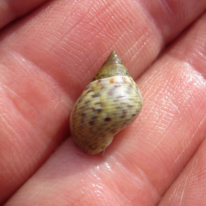Mangrove periwinkle snail