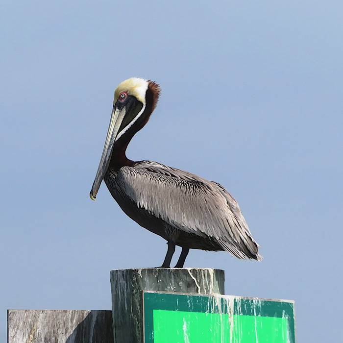 Brown pelican on channel marker