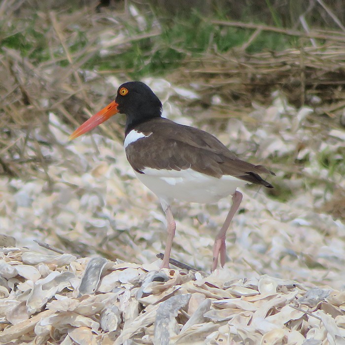 Oystercatcher bird
