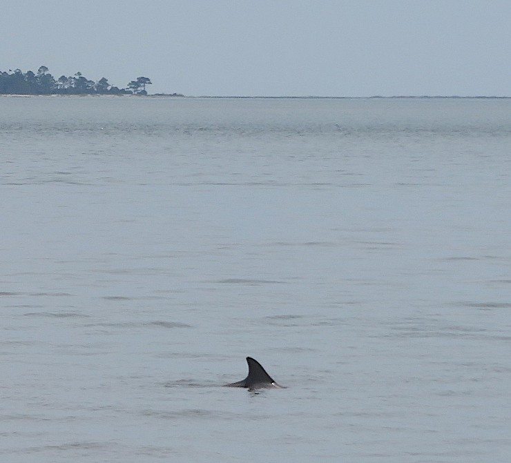 Single dolphin