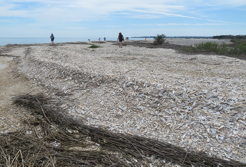 People walking on shells piled up