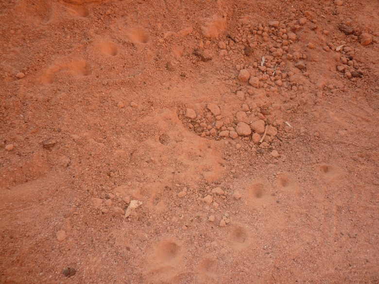 Antlion sand pits?