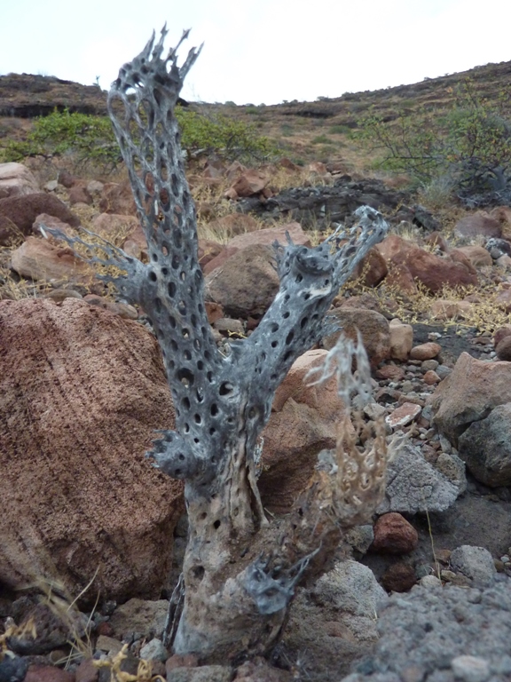 Dead cactus with lots of holes