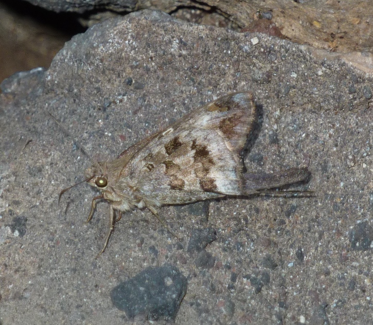 Moth on rock