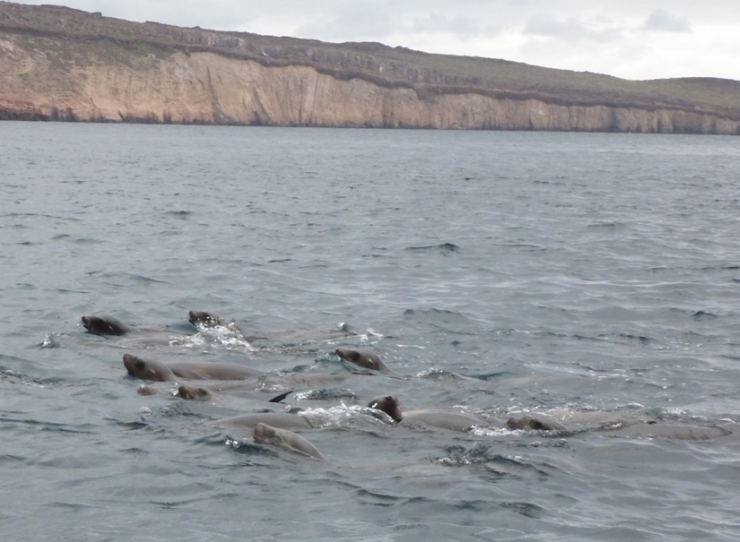 Sea lions swimming