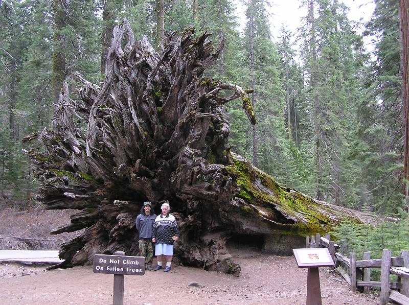 Hazel and I in front of a fallen sequoia tree