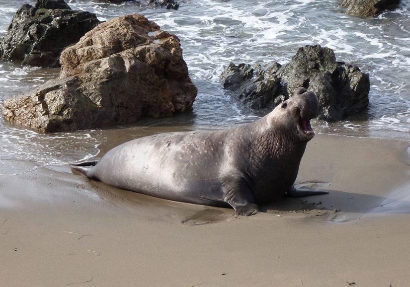 Male elephant seal claiming his territory