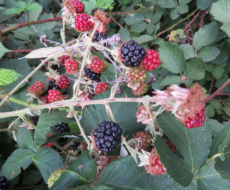 Blackberries on vine