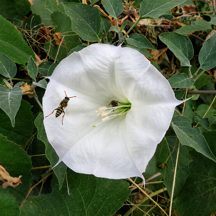 Pollinators at datura flower