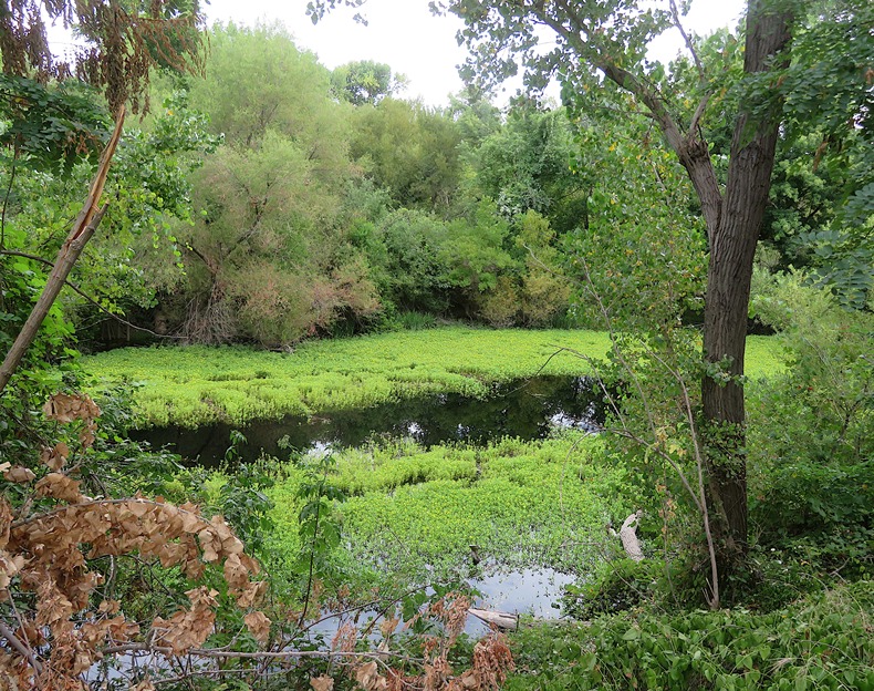 Wetland area