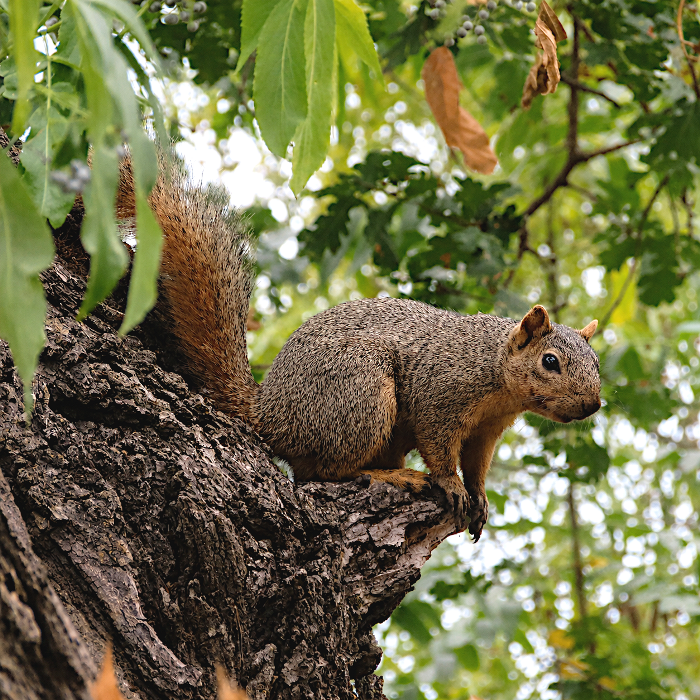 Squirrel in tree