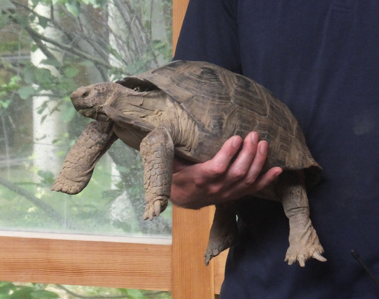 Turtle