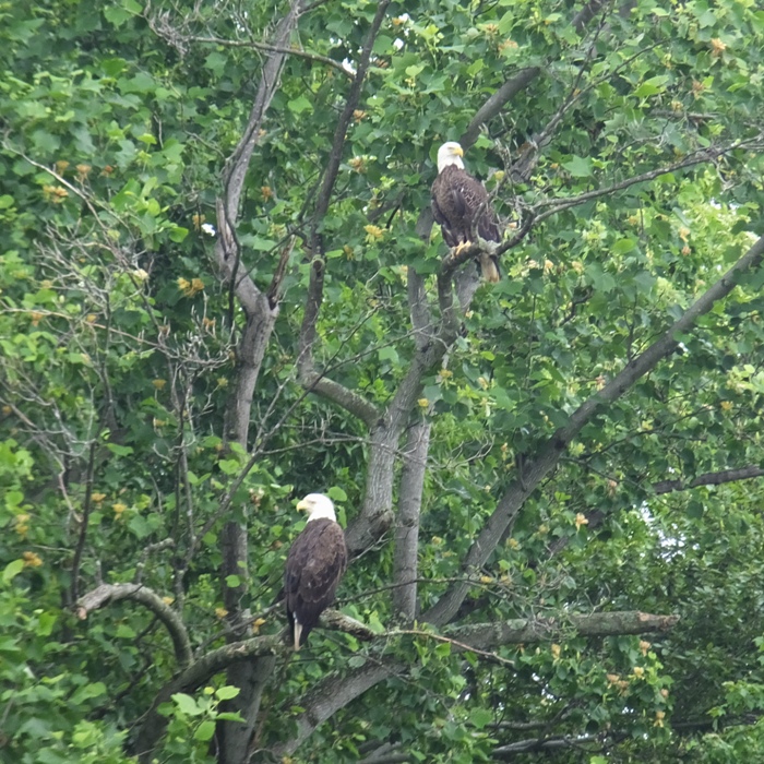 Two bald eagles in a tree