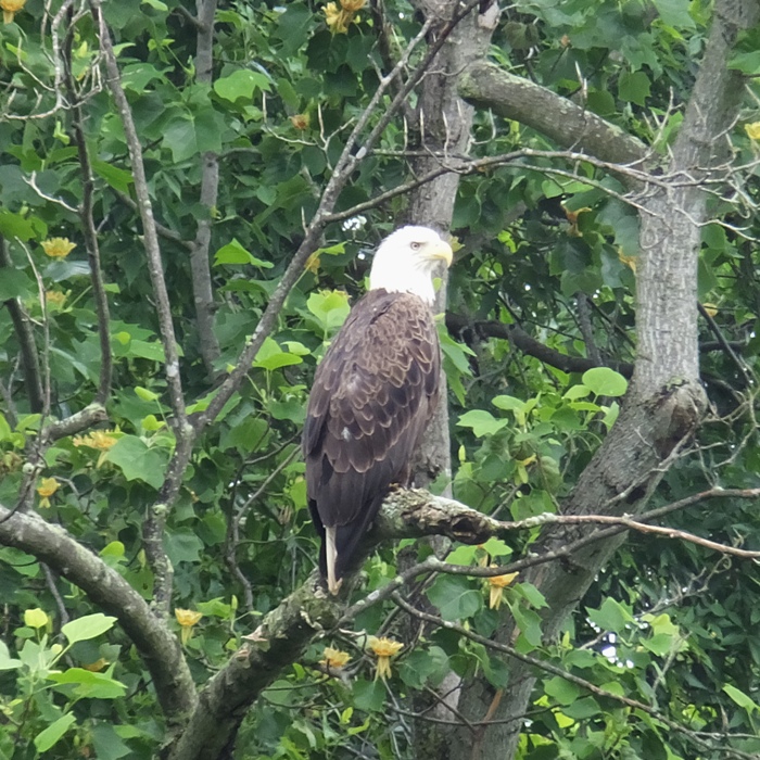Single bald eagle in tree