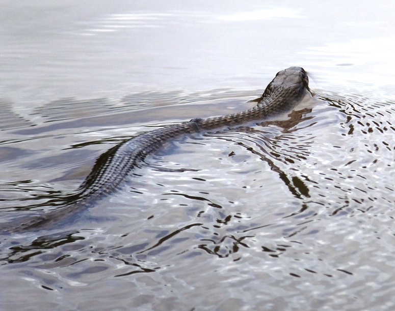 Northern water snake swimming away
