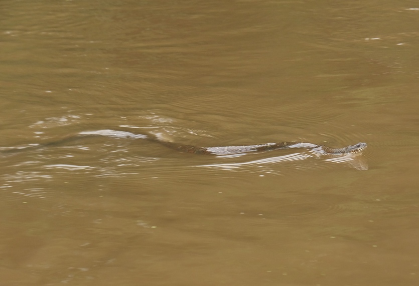 Side view of northern water snake swimming