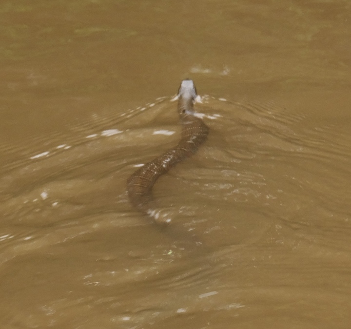 Northern water snake swimming away