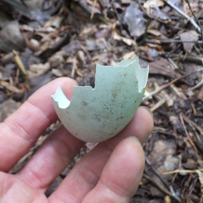 Greenish broken great blue heron egg shell