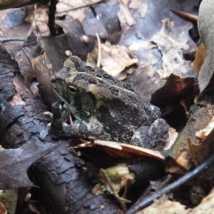 Toad with spots