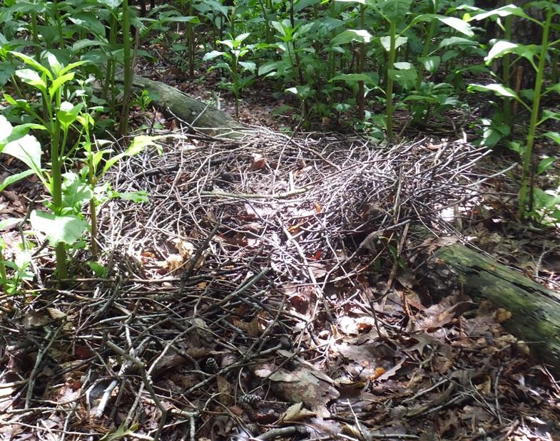 Great blue heron nest on ground