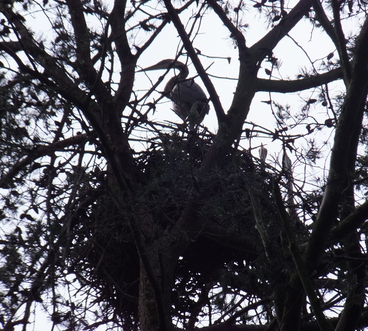 Silhouette of great blue heron on nest