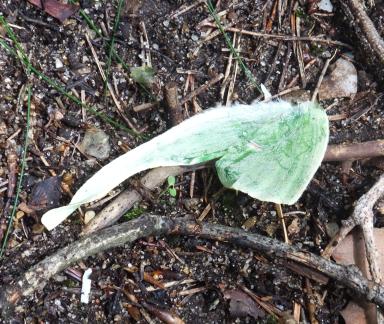 Green wing of luna moth