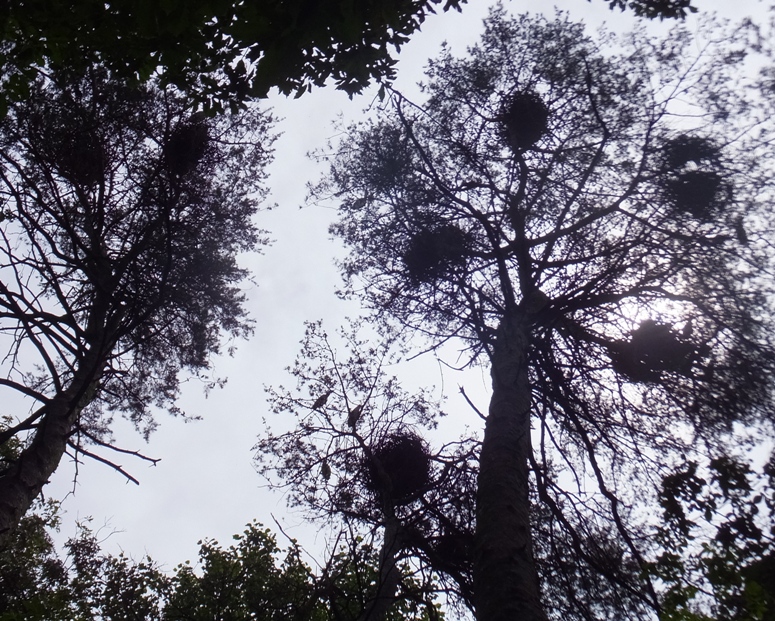 View of nests from below