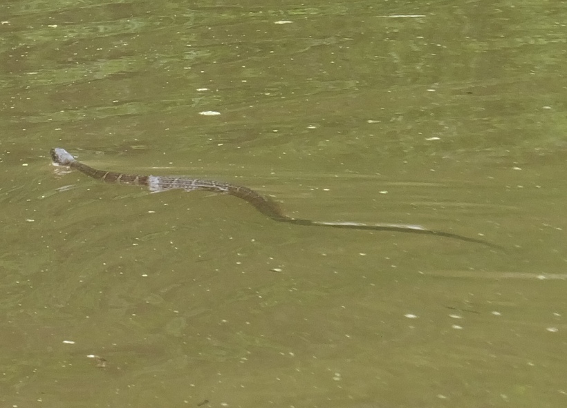 Snake swimming