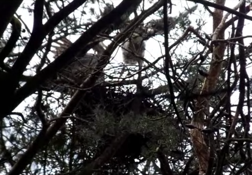 Great blue heron nest in rookery
