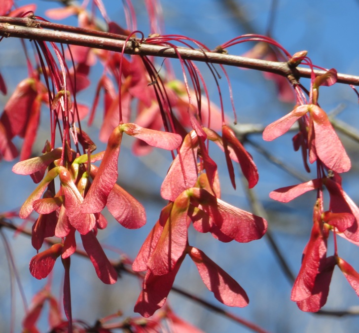 Red maple seeds on tree