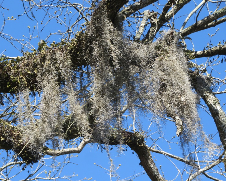Spanish Moss on tree
