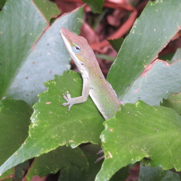 Green anole